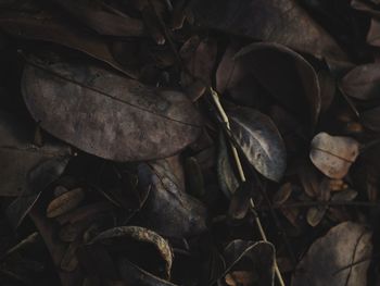 High angle view of dry leaves on field