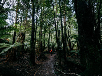 Rear view of people walking on road amidst trees in forest