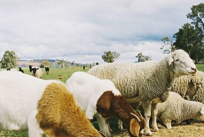 Sheep grazing on field