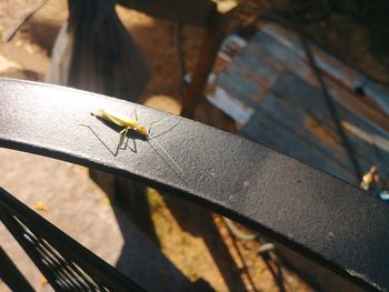 High angle view of insect on wood