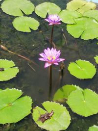 High angle view of lotus water lily in lake