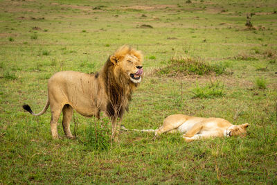 Male lion bares teeth standing by lioness