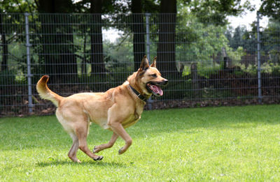 View of a dog running on grassland