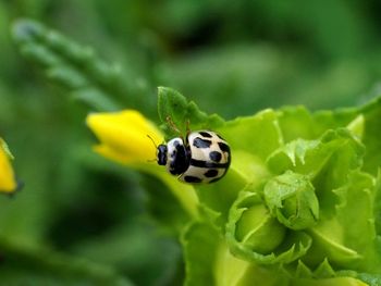 Close-up of ladybug on flower