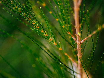 Close-up of water drops on plant