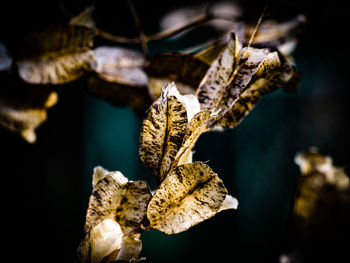Close-up of dry leaf