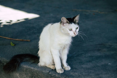 High angle portrait of a cat