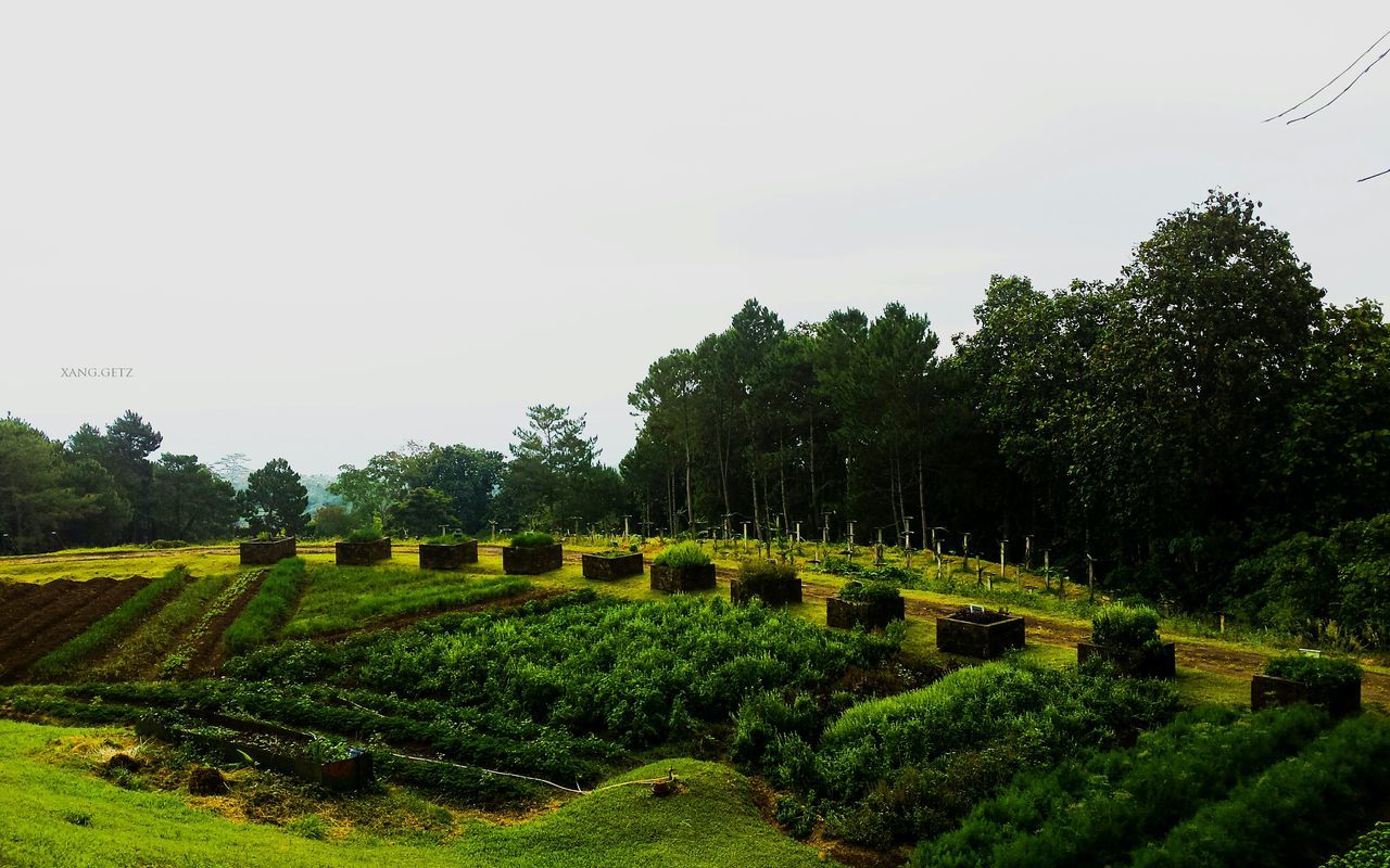 tree, landscape, field, agriculture, green color, tranquil scene, clear sky, tranquility, rural scene, growth, grass, beauty in nature, nature, scenics, farm, cultivated land, copy space, sky, crop, green