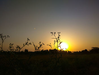 Silhouette plants on field against sky during sunset