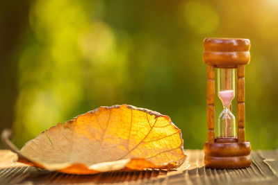 Close-up of orange leaves on table