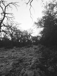 Bare trees on landscape