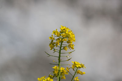 Close-up of yellow flowering plant