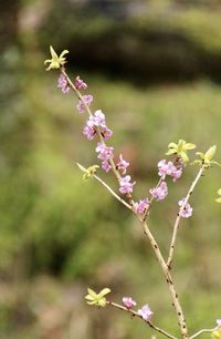 Close-up of pink flowers