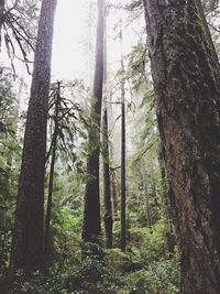 Low angle view of trees in forest