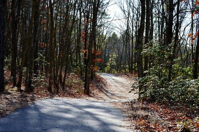 Road passing through forest