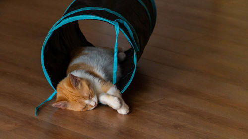 High angle view of cat resting on hardwood floor