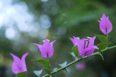 Close-up of pink flowering plant