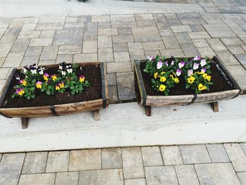 High angle view of potted plants on footpath