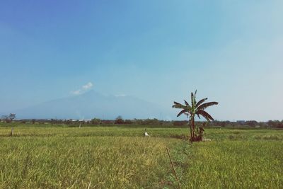 Scenic view of agricultural field against sky