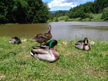 Ducks in a lake