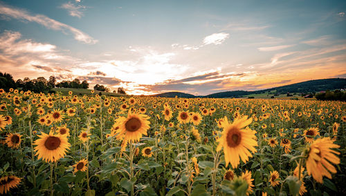 Scenic view of sunflower field against sky