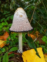 Close-up of mushroom growing on field