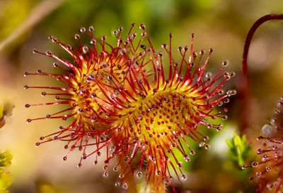 Close-up of red flowering plant