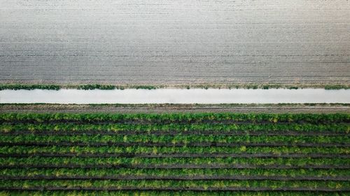 Full frame shot of agricultural field