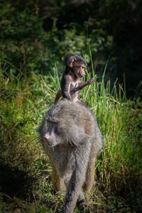 Monkey sitting on field