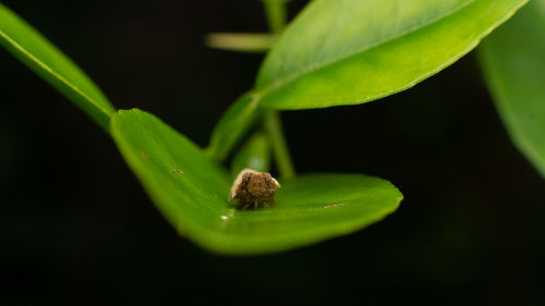 Close-up of insect on leaf