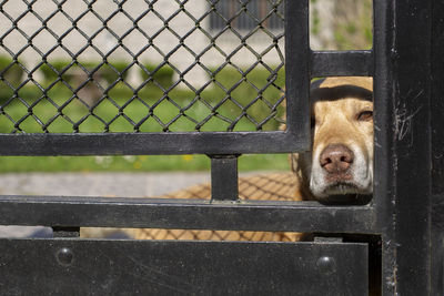 Close-up of an animal seen through fence