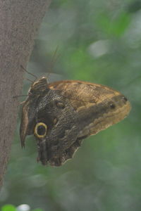 Close-up of butterfly