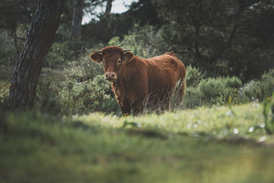 Cow on field against trees