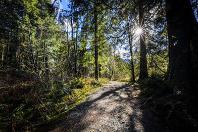 Road amidst trees in forest