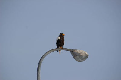 Low angle view of bird perching on branch