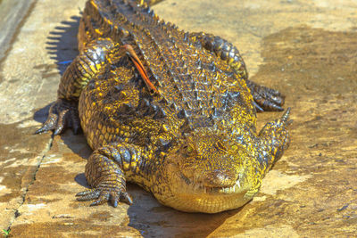 High angle view of crocodile in zoo