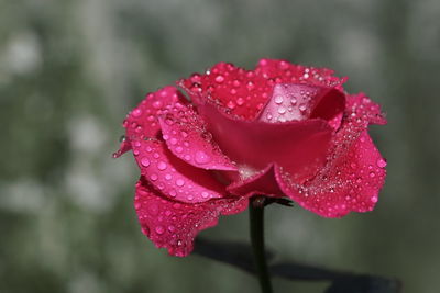 Close-up of pink rose with water drops