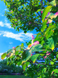 Low angle view of tree against sky