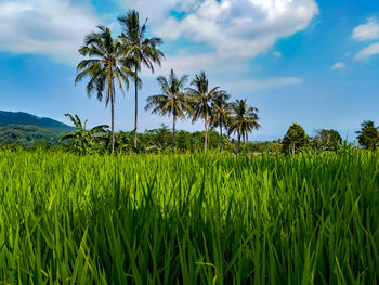 Scenic view of agricultural field against sky