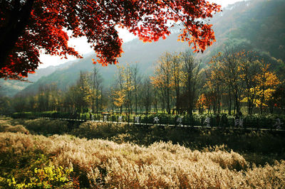 Scenic view of lake with trees in background