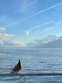 Bird in a sea against sky