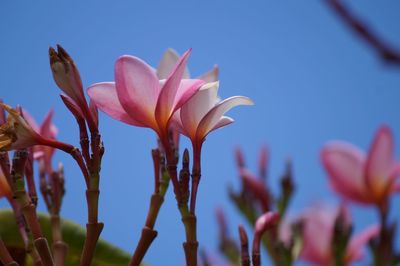 Close-up of flowers against clear sky