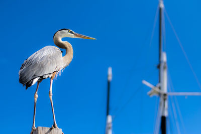 Low angle view of heron perching against blue sky