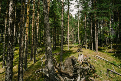 View of trees in forest