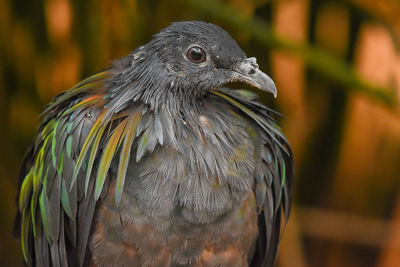 Close-up of bird