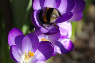 Close-up of purple flower