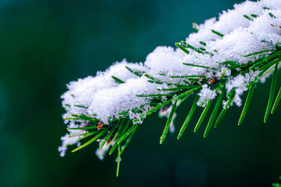 Close-up of plant