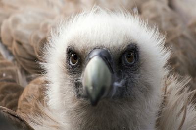 Close-up portrait of a bird