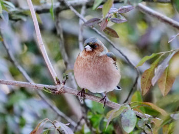 Close-up of bird perching on branch