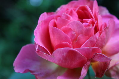 Close-up of pink rose blooming outdoors